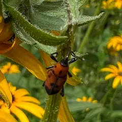 Cocklebur Weevil thumbnail 2