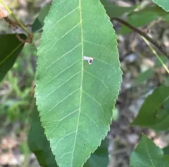 Coptodisca lucifluella thumbnail 4