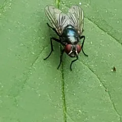 Eudasyphora cyanicolor thumbnail 2