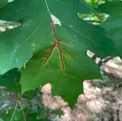 Oak Anthracnose thumbnail 4