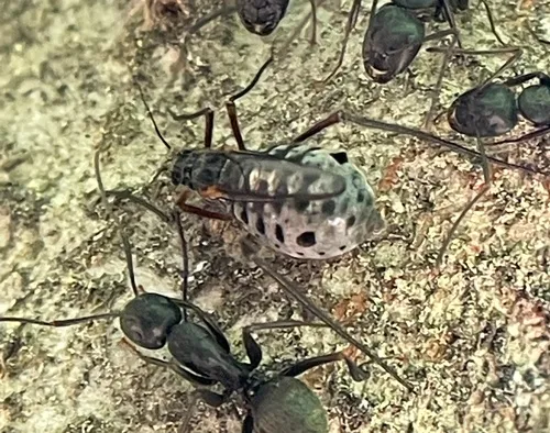 Giant Bark Aphid