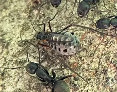 Giant Bark Aphid thumbnail 1