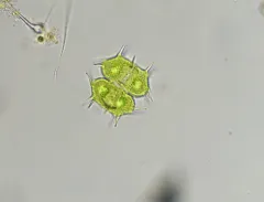 Xanthidium antilopaeum thumbnail 4