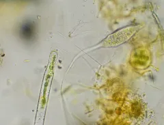 Swan Tear thumbnail 2