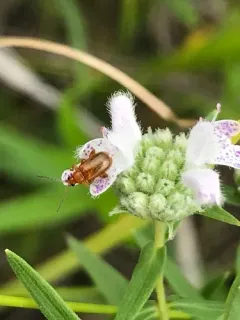 Luperaltica nigripalpis thumbnail 3