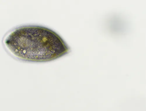 Frontonia atra