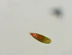 Euglena sanguinea thumbnail 2