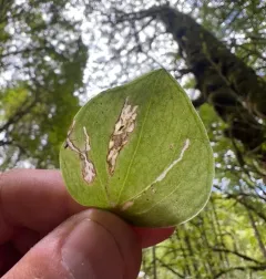 Monkeyflower Non-biting Midge thumbnail 2