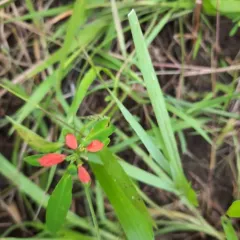 painted leaf thumbnail 2