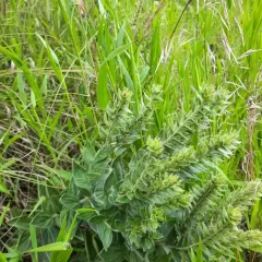 western false gromwell thumbnail 4