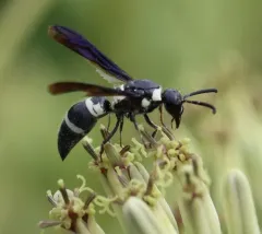 Pseudodynerus quadrisectus thumbnail 3