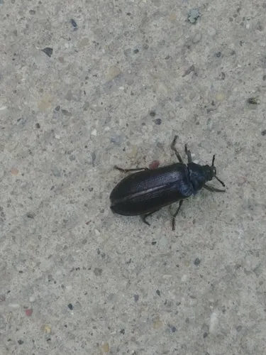 Sandalus petrophya