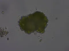 Botryococcus braunii thumbnail 3