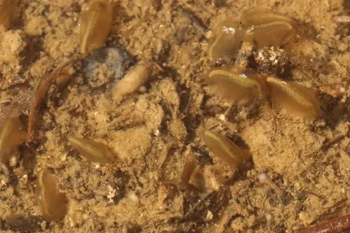 Agassiz Clam Shrimp