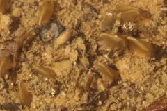 Agassiz Clam Shrimp thumbnail 1