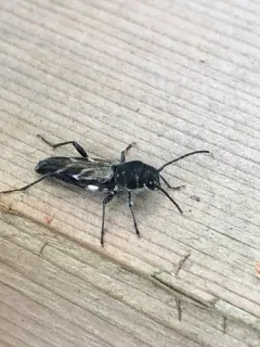Gallmaking Maple Borer thumbnail 1