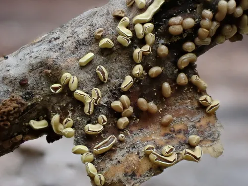 Physarum bogoriense