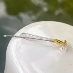 Vesper Bluet thumbnail 2