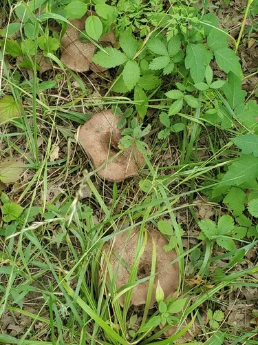 Sarcodon quercinofibulatus