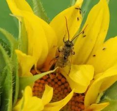 Agile Longhorn Bee thumbnail 2