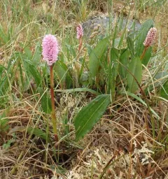 Meadow Bistort thumbnail 4