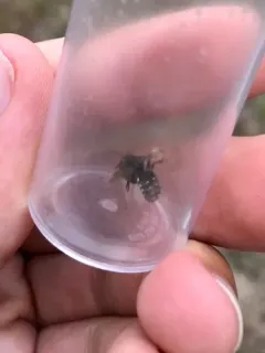 Anthidium psoraleae thumbnail 1