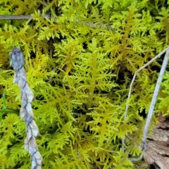 Hook-leaved Fern Moss thumbnail 2