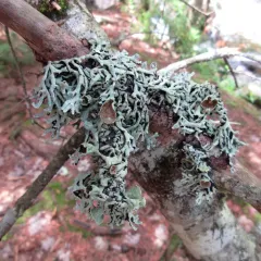 Freckled Tube Lichen thumbnail 2