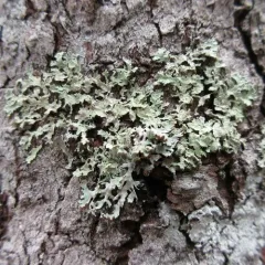 Eastern Candlewax Lichen thumbnail 4