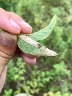 Soybean Leafminer thumbnail 2