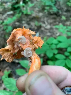 Entoloma parasiticum thumbnail 3