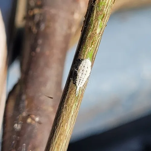 striped mealybug