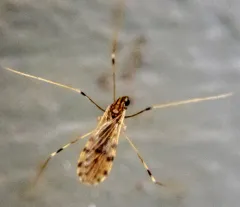 Erioptera parva thumbnail 2