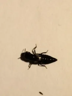 Oxyporus major thumbnail 4