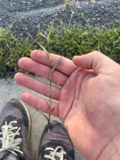 swamp pricklegrass thumbnail 2