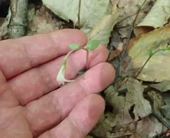 three birds orchid thumbnail 1