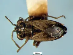 Large Big-eyed Bug thumbnail 3