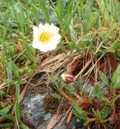 Alaska Mountain-avens thumbnail 2