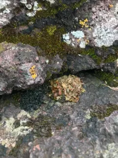 Black Rock Licorice Lichen thumbnail 3
