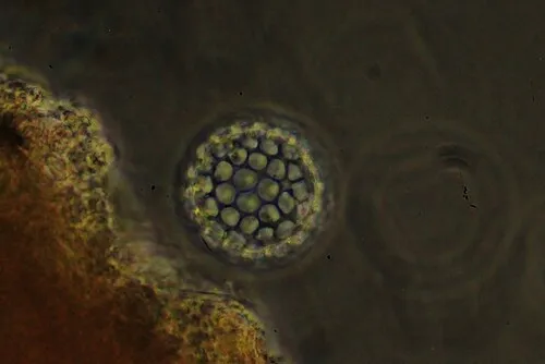 Clathrulina elegans