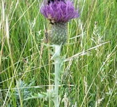 Western Porcupine Grass thumbnail 1