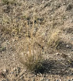 Arctic Tussock Alkali Grass thumbnail 3