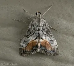Evergestis subterminalis thumbnail 3