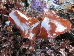 Schizymenia pacifica thumbnail 3