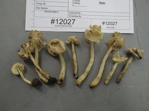 Helvella levis
