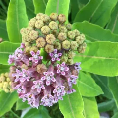 common milkweed thumbnail 2