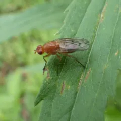 Hooded Dryomyza thumbnail 1