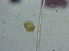 Cosmarium impressulum thumbnail 2