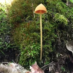 Entoloma salmoneum thumbnail 3