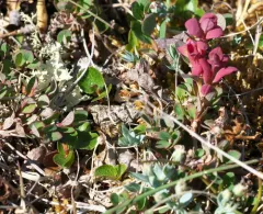 Exobasidium vaccinii-uliginosi thumbnail 3